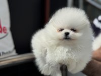 Petmode köpek çiftliğinde ziyarete açık pomeranian