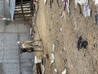 20 AYLIK SAFKAN ÖZEL BAKIMLI KANGAL TÜM AŞILARI TAMDIR