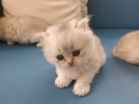 Silver british longhair şekerler