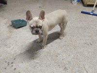 1 yaşında escobar egzotik silver fawn french bulldog