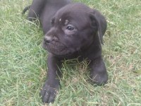 Sağlam ırk garantili mavi/siyah Cane Corso yavruları