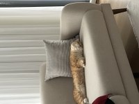 British shorthair 1 yaşında