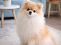 Pomeranian Mini Boy Bakımlı