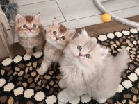 British Shorthair Ve Longhair