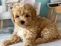 SEVİMLİ MALTİPOO YAVRULARI