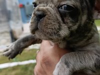 2 aylık french bulldog yavrular