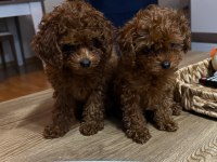 2 Buçuk Aylık Kore Poodle Yavrular
