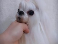 KORE MALTESE BEBEKLER ŞECERE BELGELİ