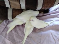 Evde Beslediğim Kuşlarımın Yavruları