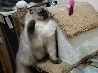 British Longhair Blue Point - Erkek Yavru Aslan
