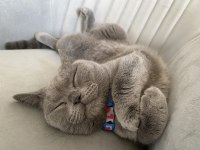 Sıcakkanlı british shorthair kızımızı sahiplendiriyoruz