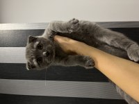 Scottish fold kedilerim 3 aylık