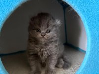 Scottish Fold Yavrularımız