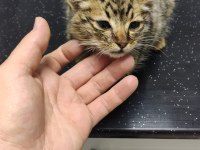 3 aylık tatlı bebek