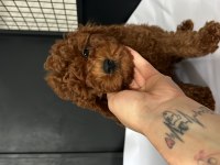 ORJNAL TAM TOY POODLE BEBEKLER