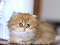 Harikulade Golden NY12 British Longhair