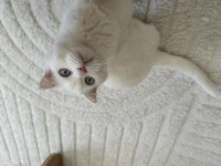 Bembeyaz Scottish fold dişi kedi yuva arıyor