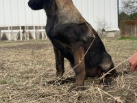 Malinois koyu renk sevenlere