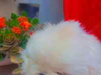 Yavru pekinez köpekler