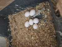 Yumurtalı takım 2,5 yaşında papağanımız