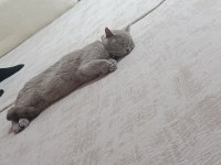 British shorthair Mery kızımıza yuva arıyoruz