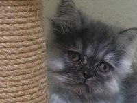 3 AYLIK İRAN KEDİSİ