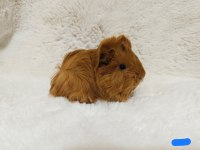 Guinea Pig Bebeklerimiz