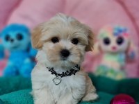 Evin neşe kaynağı sevimli teacup Morkie Yavrularımız