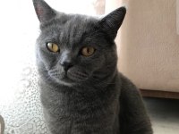 British shorthair kedimiz 2 yaşında