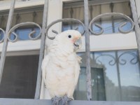 FULL EVCİL KAKADU PAPAĞANI
