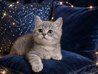 British Shorthair Whiskas