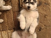 Husky Köpekler