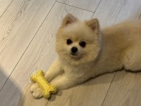 Erkek pomeranian 1 yaşında
