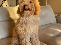 8 Aylık Eğitimli Erkek Poodle