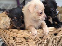 Şivava aşktır chihuahua