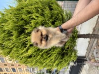 Minik Ayıcık Erkek Pomeranian Bebeklerimiz