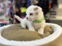 ORJİNAL HİPOALERJENİK TEACUP MALTİPOO