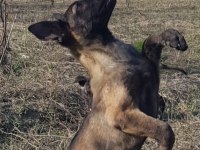 Malinois köpeğimiz