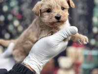 Korea Premium Maltipoo Puppies