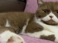 Cinnamon ve lilac british shorthair yavrular