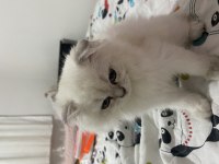 Tatlı scottish fold kedimiz