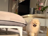 POMERANİAN BOO KÖPEKLER