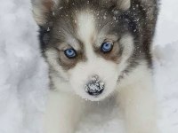 EFSANE GÖZLERİYLE BÜYÜLEYEN HUSKY YAVRULAR