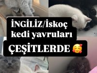 sevimli ve komik yavru kedimiz