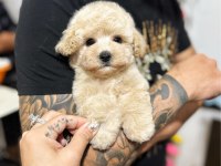 MALTİPOO YAVRULARIM