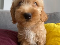 Maltipoo bebeklerimiz