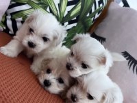 Kar beyaz mini boy orjinal maltese yavrularımız