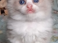 Safkan Ragdoll Bebek Kediler