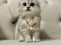 Scottish fold longhair dişi 2 aylık