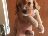 2 aylık cavalier king charles yavrumuz